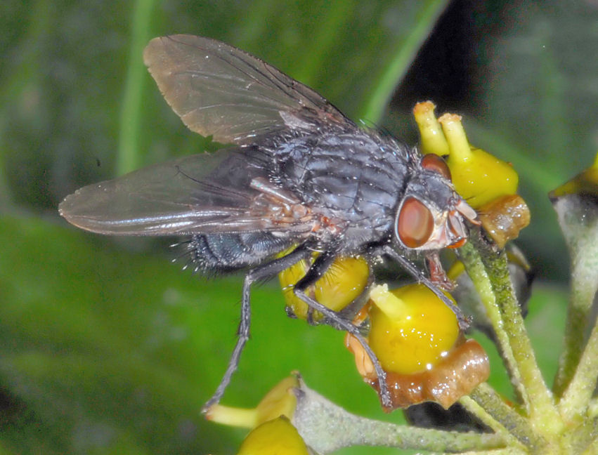 Diptera